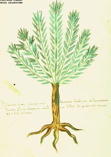 Rosemary illustration from an Italian herbal, circa 1500